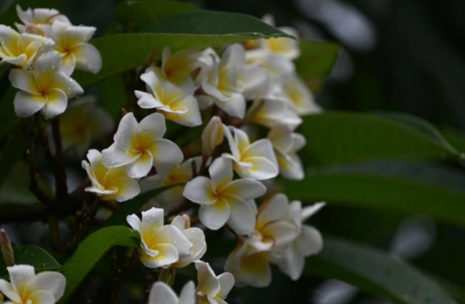 雞蛋花貓照顧 雞蛋花貓照顧