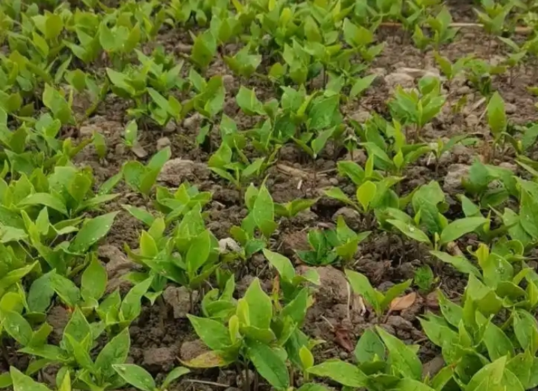 玉蘭花發芽方法 玉蘭花發芽方法