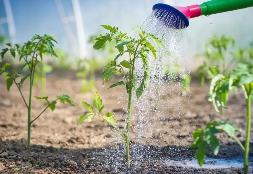 番茄肥料選擇