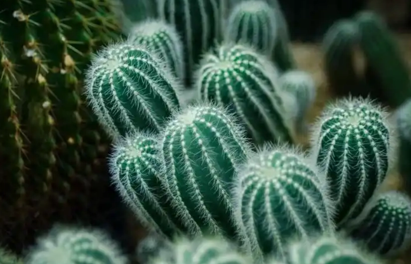 仙人掌種植優點