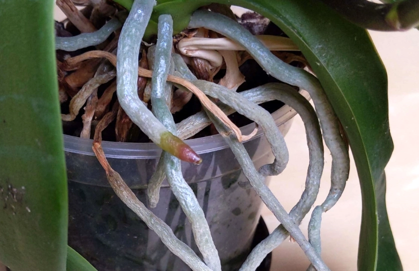 氣根顏色判斷 氣根顏色判斷