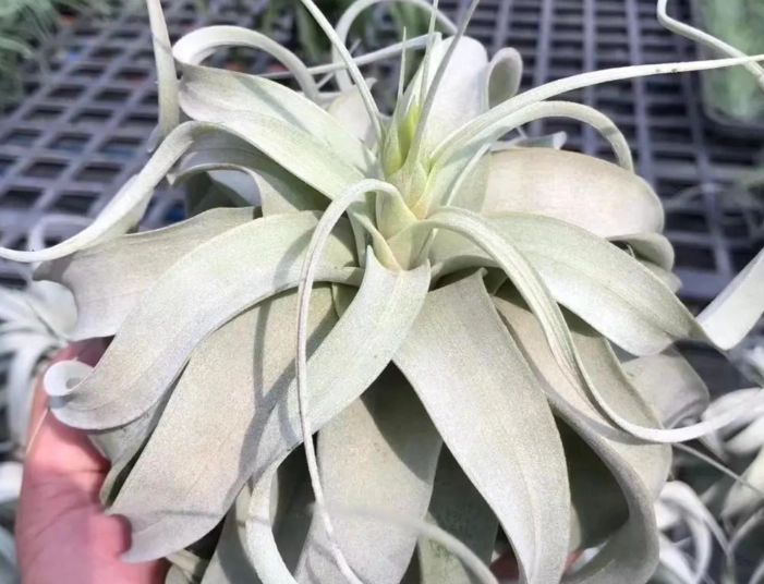 辦公室植物推薦 辦公室植物推薦