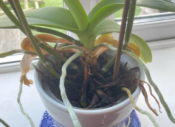 蘭花氣根外露處理 蘭花氣根外露處理