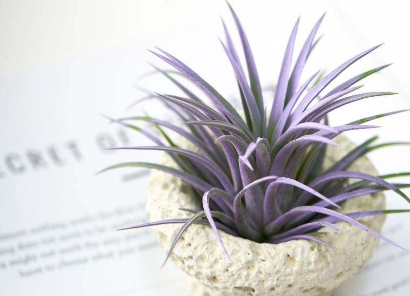 空氣鳳梨養護 空氣鳳梨養護