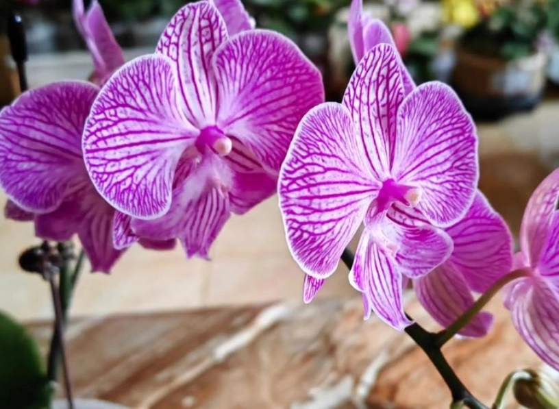 蝴蝶兰浇水频率