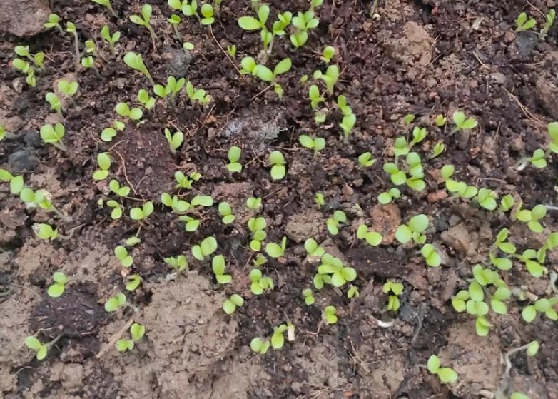 玉蘭花發芽方法 玉蘭花發芽方法