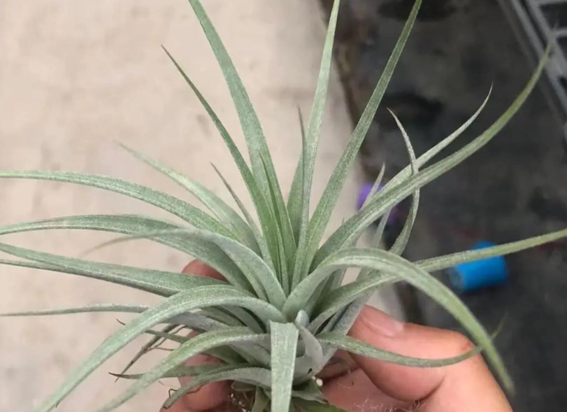 空氣鳳梨養護 空氣鳳梨養護