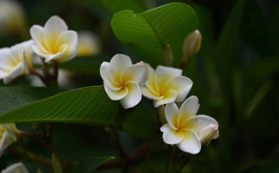 雞蛋花貓照顧 雞蛋花貓照顧
