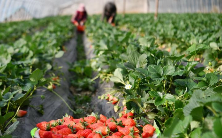 草莓季活動 草莓季活動