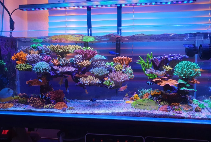 夢見水族箱設置技巧