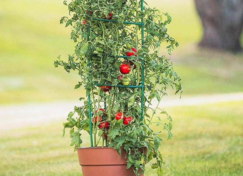 DIY番茄支架