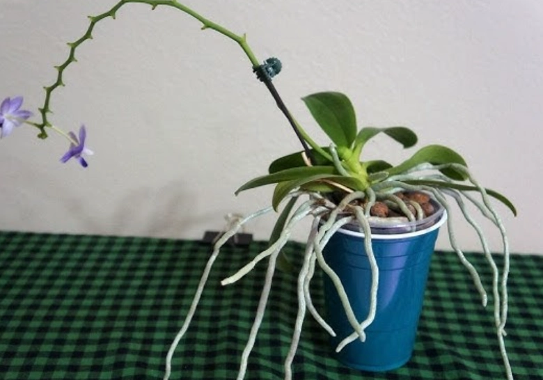 蘭花氣根處理 蘭花氣根處理