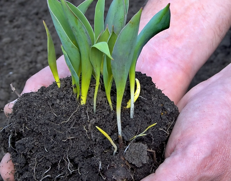 蘭花介質選擇 蘭花介質選擇
