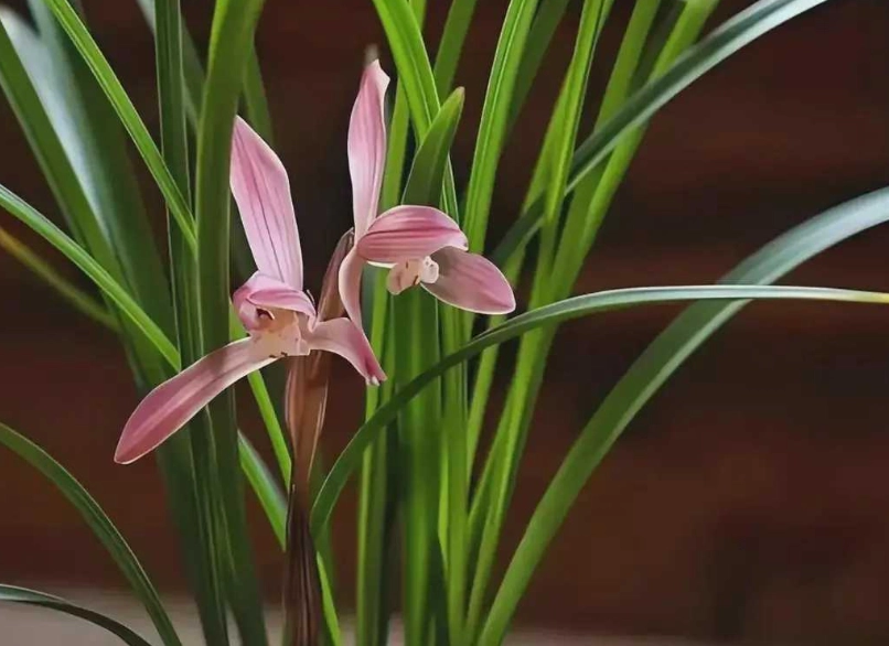 兰花浇水技巧 兰花浇水技巧