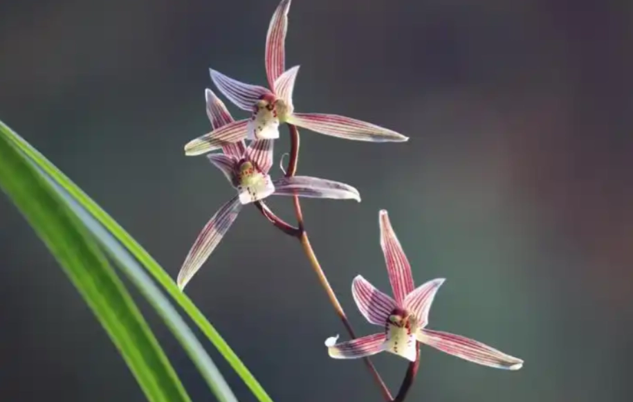 貓咪有毒植物 貓咪有毒植物