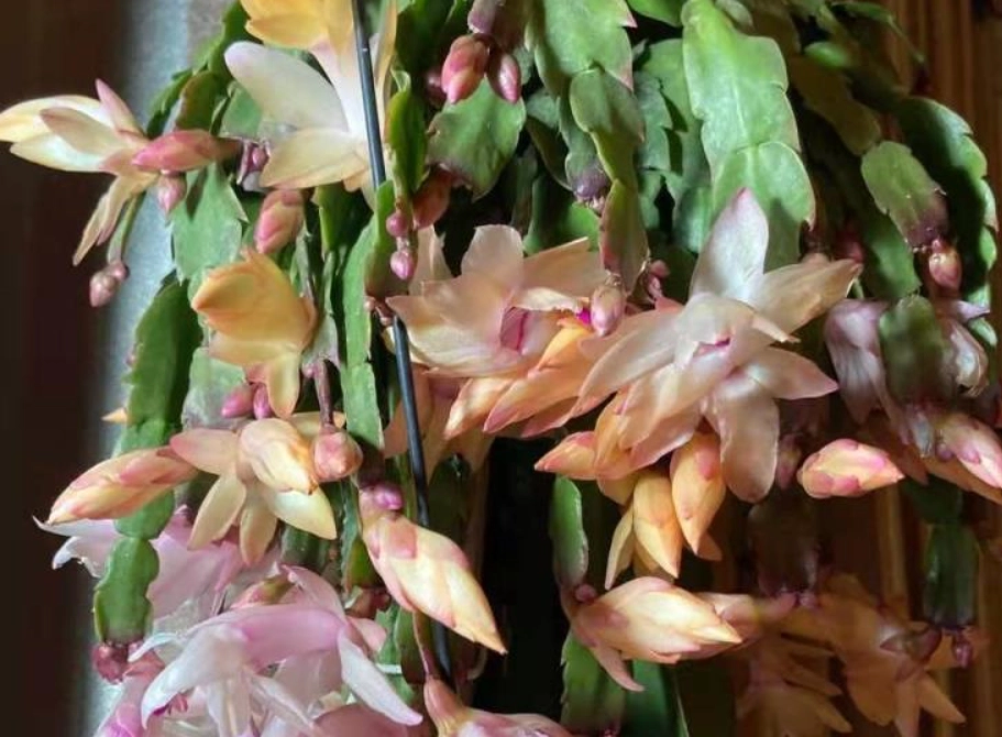 蘭花凋謝處理 蘭花凋謝處理