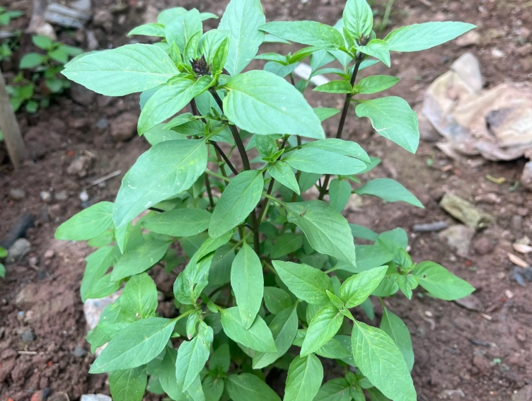 九層塔對貓有害