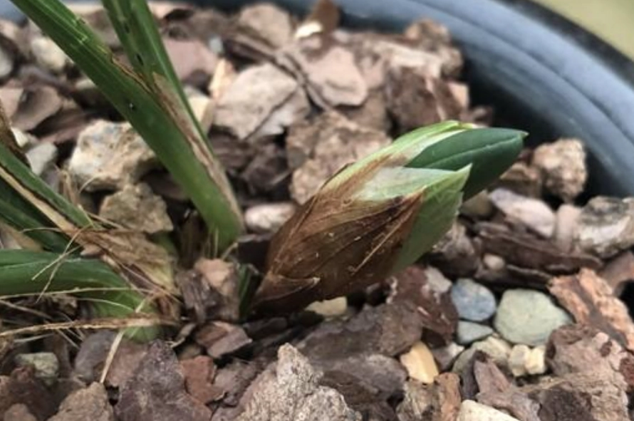 蘭花花苞處理方法 蘭花花苞處理方法