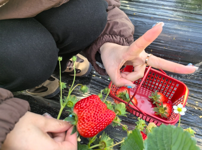 台北採草莓