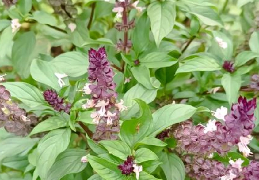 九層塔對貓有害