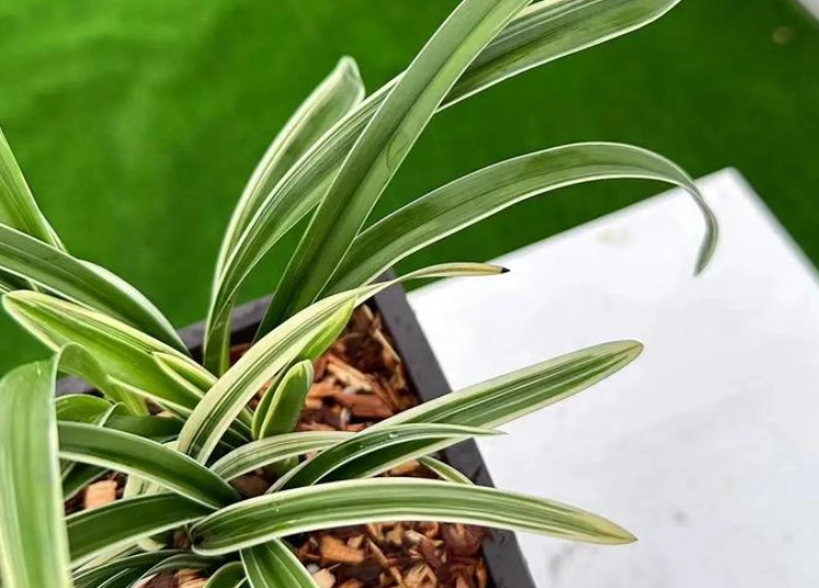 培養土種蘭花 培養土種蘭花