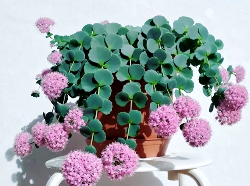 圓葉景天養護 圓葉景天養護