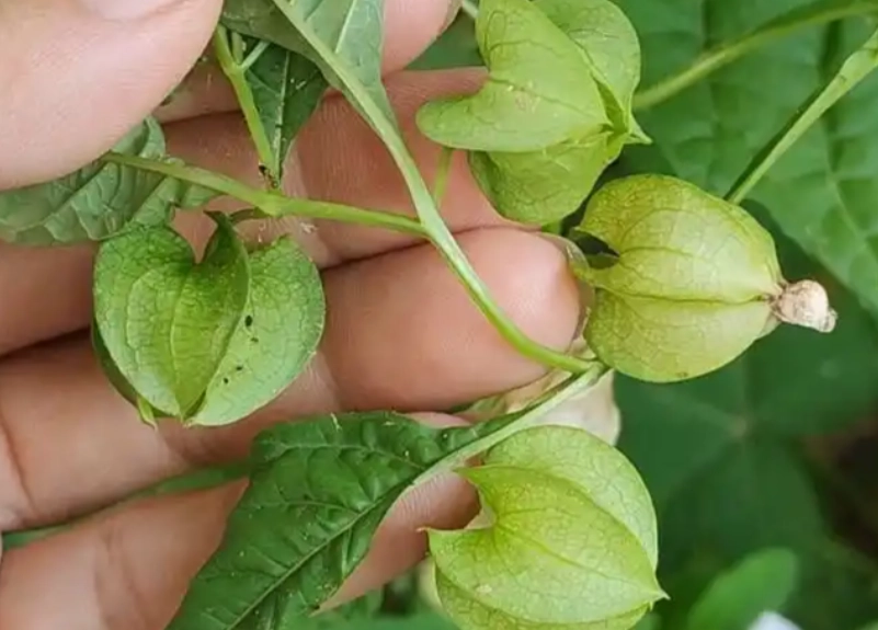 燈籠果照顧技巧