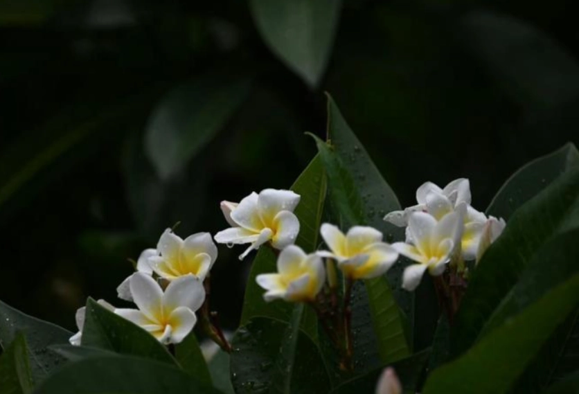 雞蛋花貓特征 雞蛋花貓特征