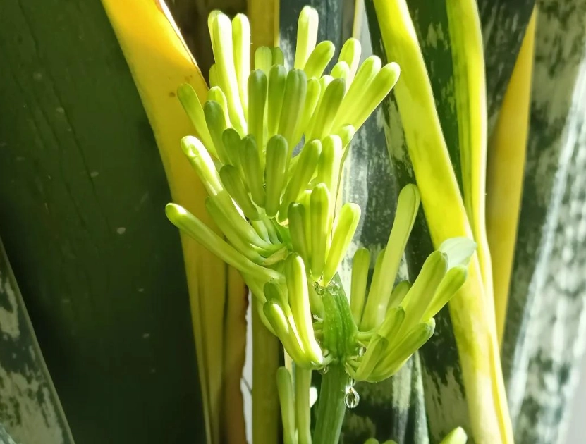 虎尾蘭養護技巧