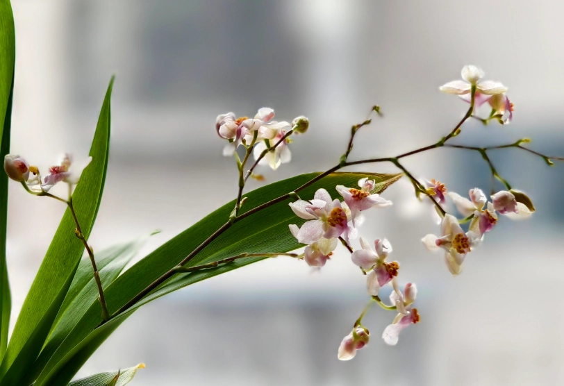蘭花栽培技巧 蘭花栽培技巧