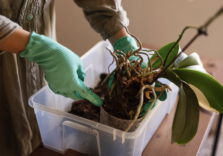 蘭花換盆步驟