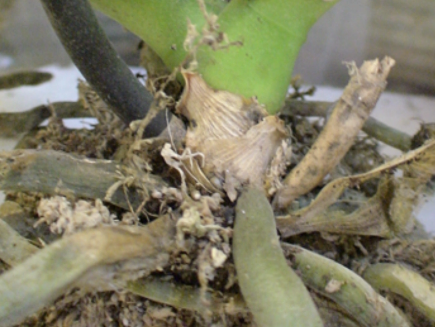 蝴蝶蘭枯萎急救