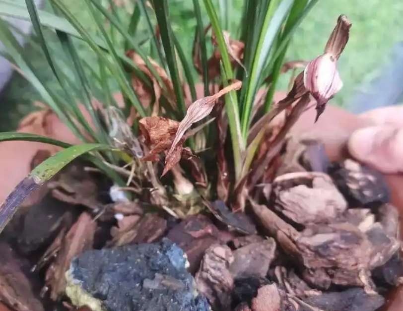 蘭花凋謝原因 蘭花凋謝原因