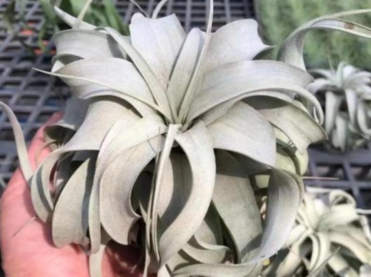 空氣鳳梨生長技巧 空氣鳳梨生長技巧