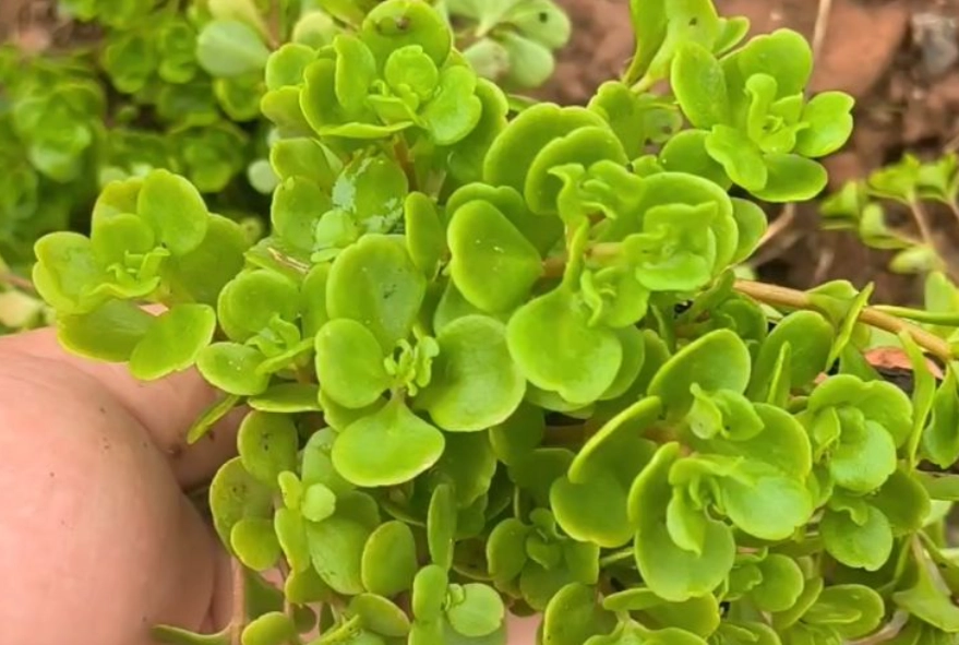 圓葉景天養護 圓葉景天養護