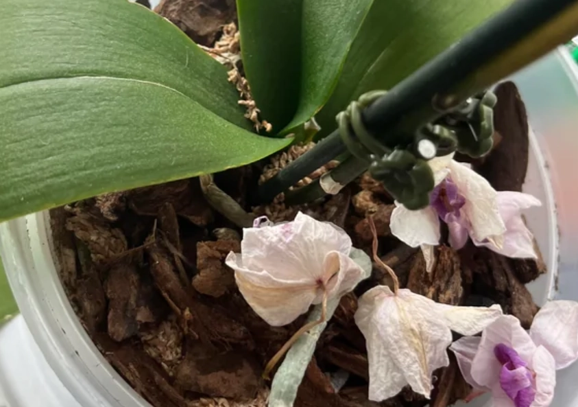 蘭花凋謝處理 蘭花凋謝處理