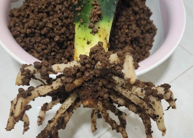 赤玉土種植虎尾蘭