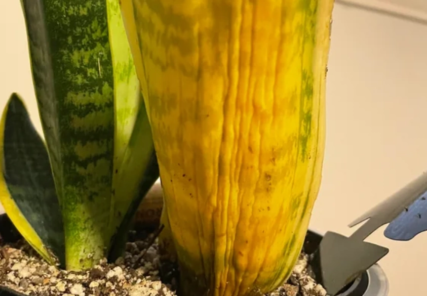 虎尾兰叶子皱皱原因