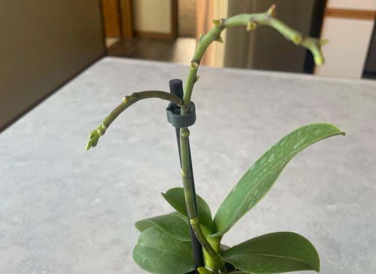 蘭花謝後養護 蘭花謝後養護