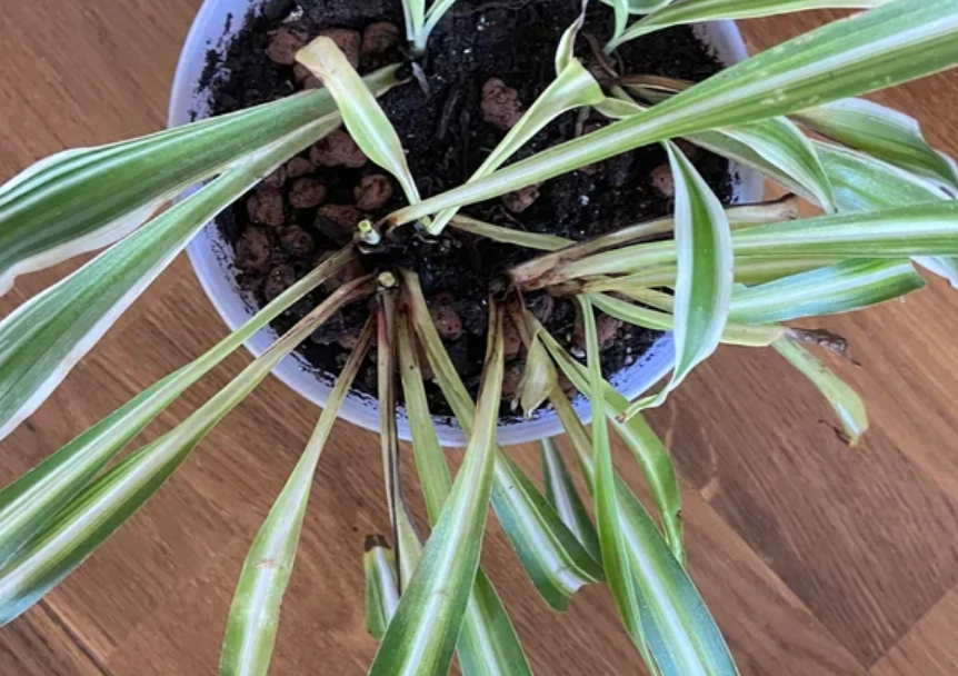 貓咪安全植物 貓咪安全植物