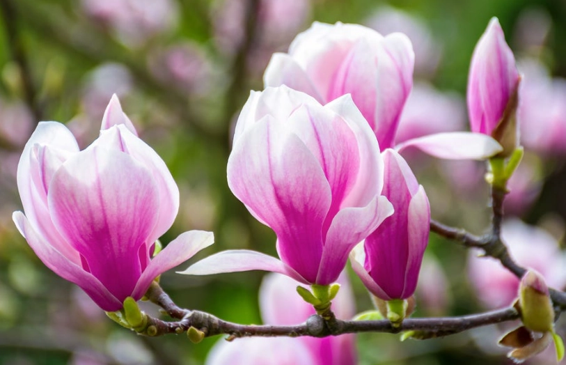 玉蘭花養護 玉蘭花養護