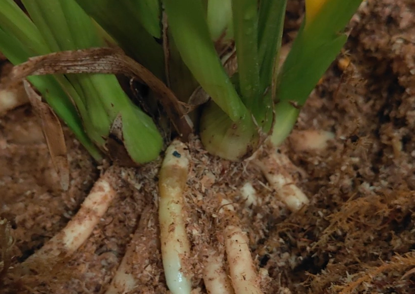 木屑種蘭花 木屑種蘭花