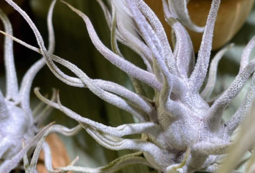 空氣鳳梨章魚 好處