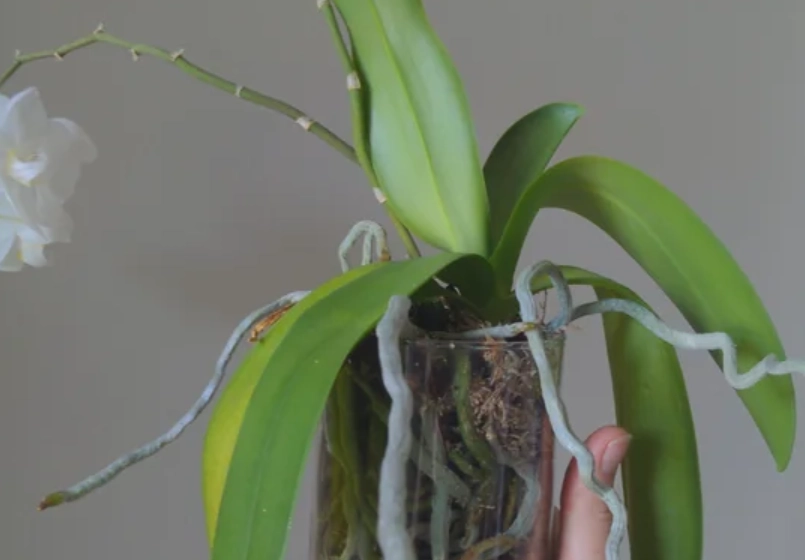 蝴蝶蘭氣根照顧 蝴蝶蘭氣根照顧