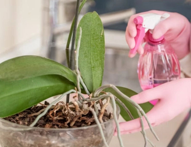 蘭花澆水注意事項