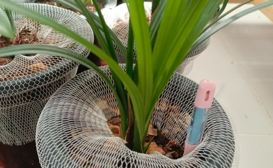 蘭花澆水過多處理 蘭花澆水過多處理