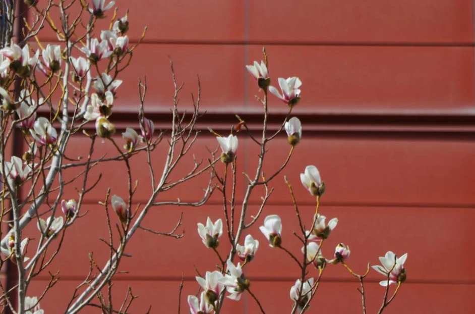玉蘭花 澆水 頻率