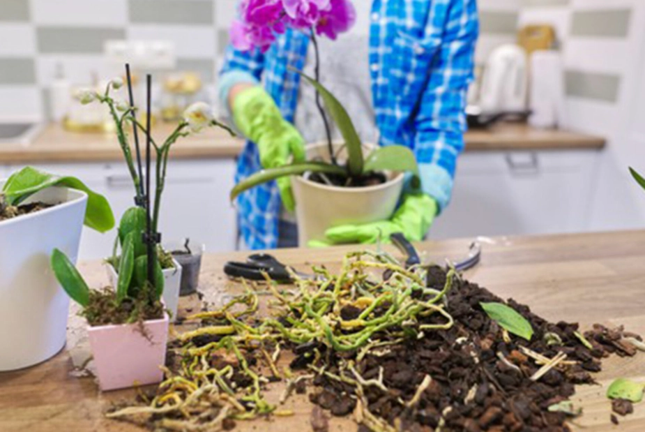 蘭花換盆最佳時機