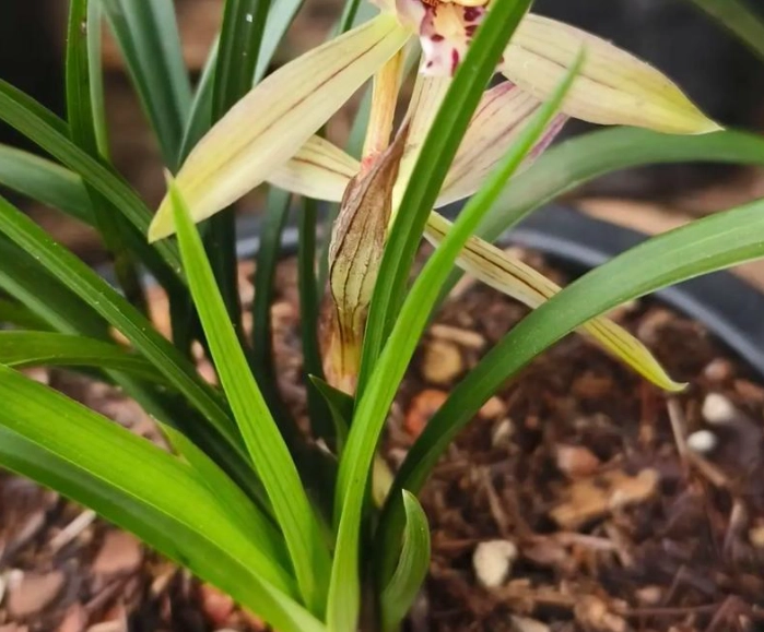 蘭花栽培介質 蘭花栽培介質