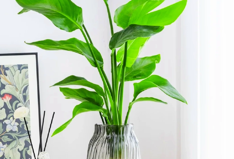 天堂鳥種植光照 天堂鳥種植光照